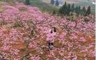 人面桃花笑春风小说免费阅读